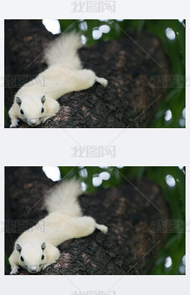 White squirrels on the tree