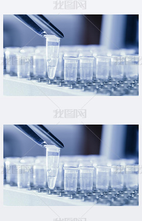 Ϊ pcr dna 