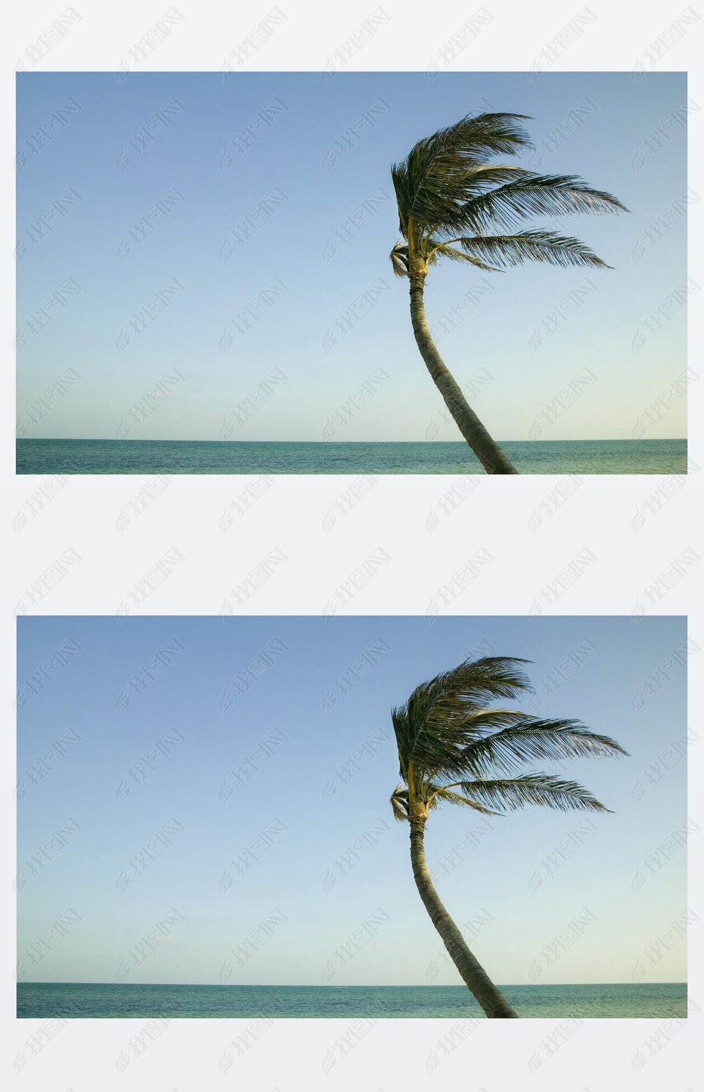 Palme im Wind in den Florida keys