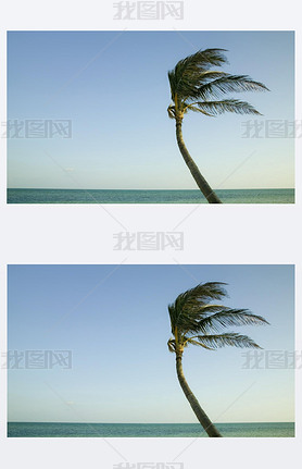 Palme im Wind in den Florida keys