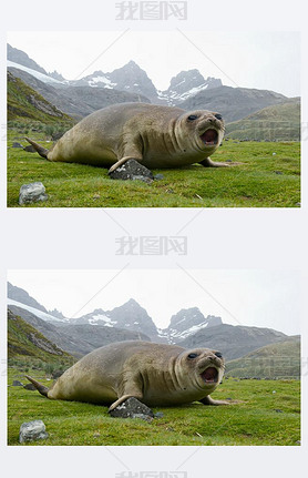 Young elephant seal lying in the grass