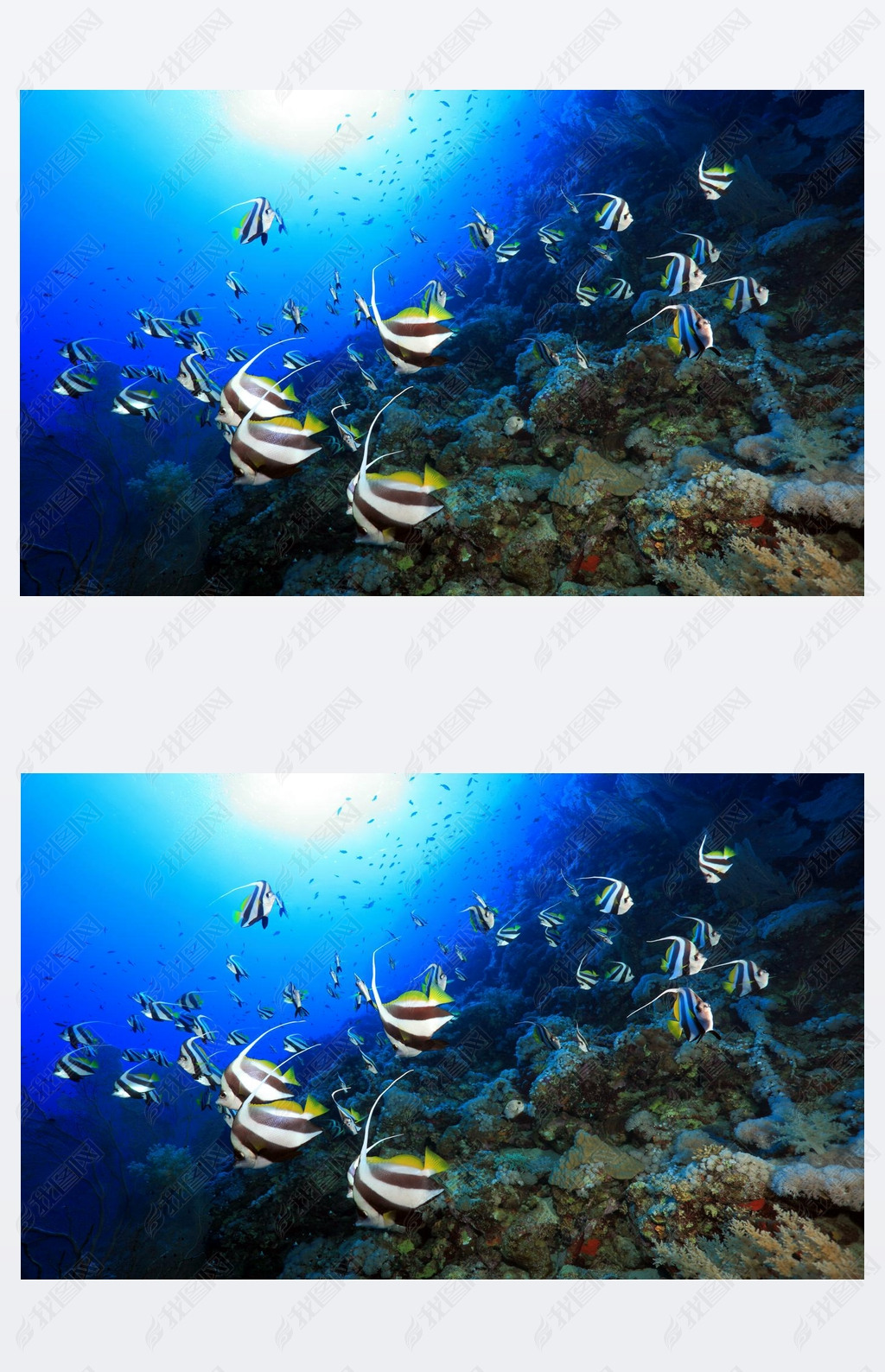 longfin bannerfish İɳ