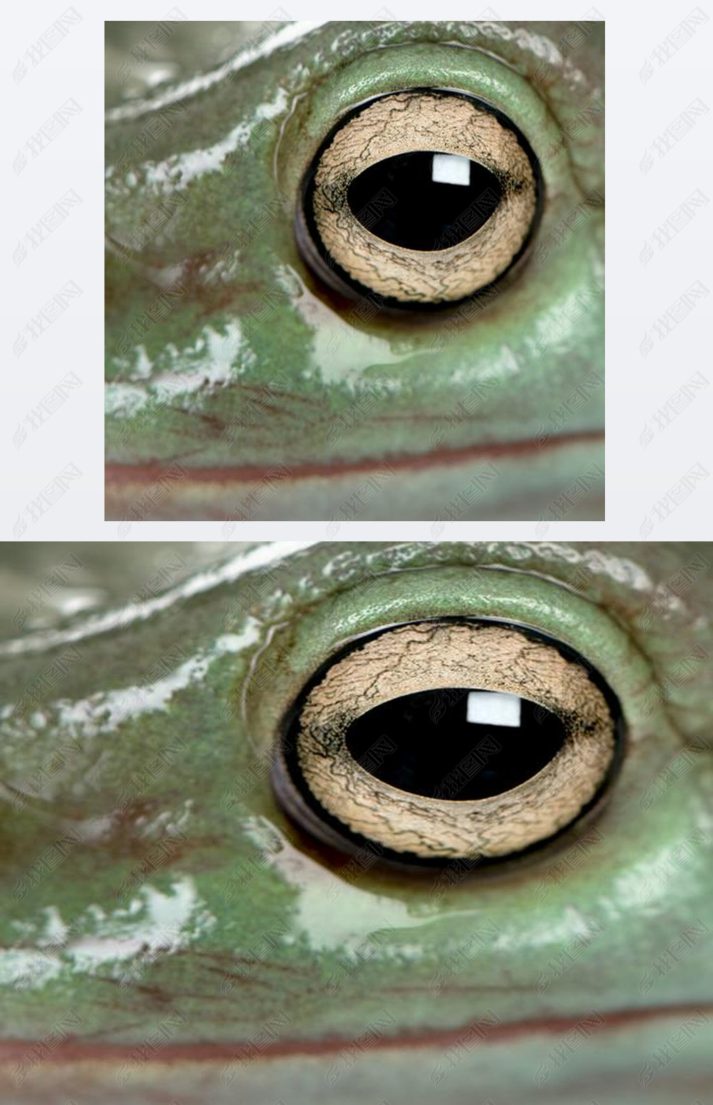 Ĵɫܣlitoria д