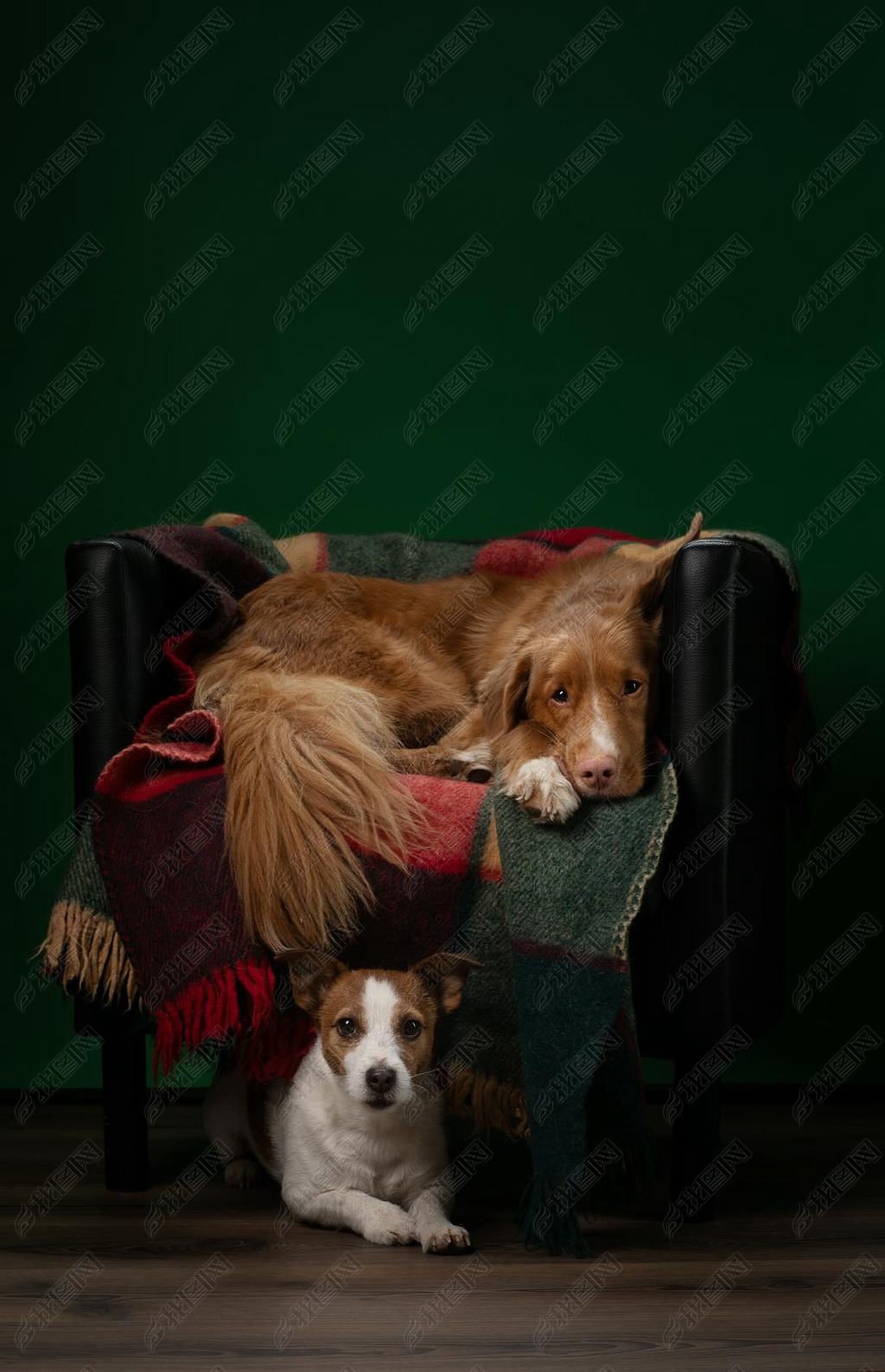 two dogs on a chair with a colored plaid. Nova Scotia Duck Tolling Retriever and Jack Russell Terrie