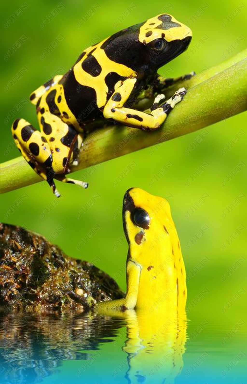 原创箭毒蛙版权可商用