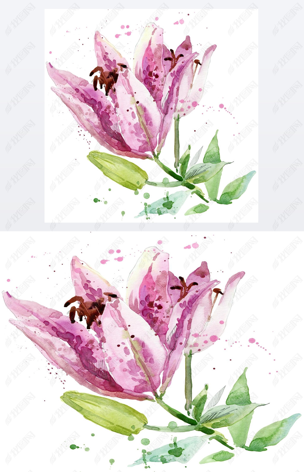 Summer garden flowers. watercolor illustration