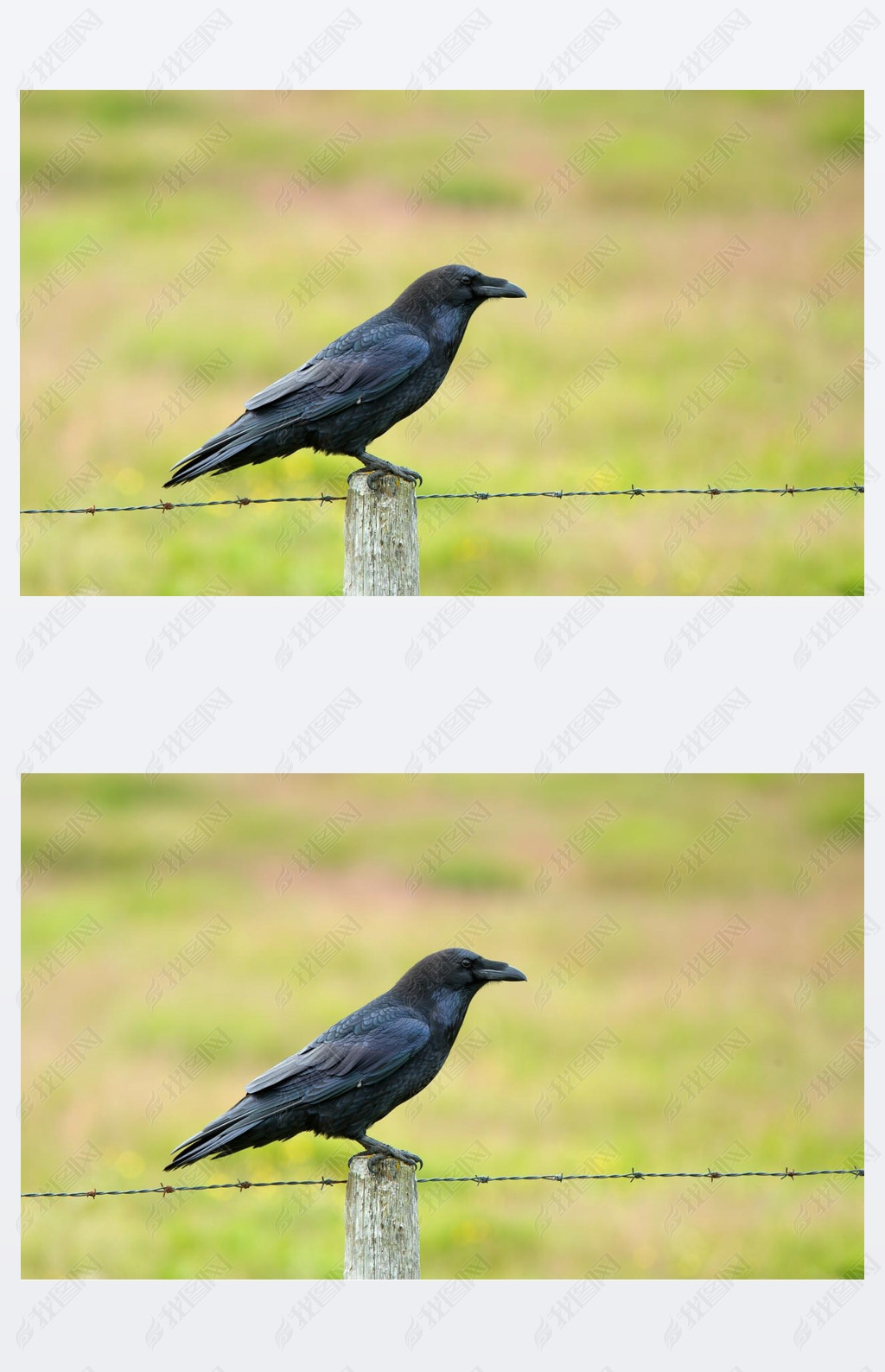 ͷѻ(Corvus Cornix))