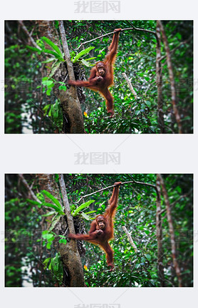 orangutang ж