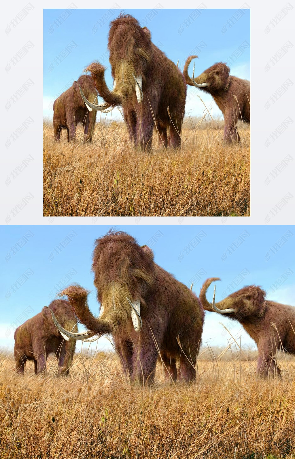 Woolly Mammoths Grazing In Grassland