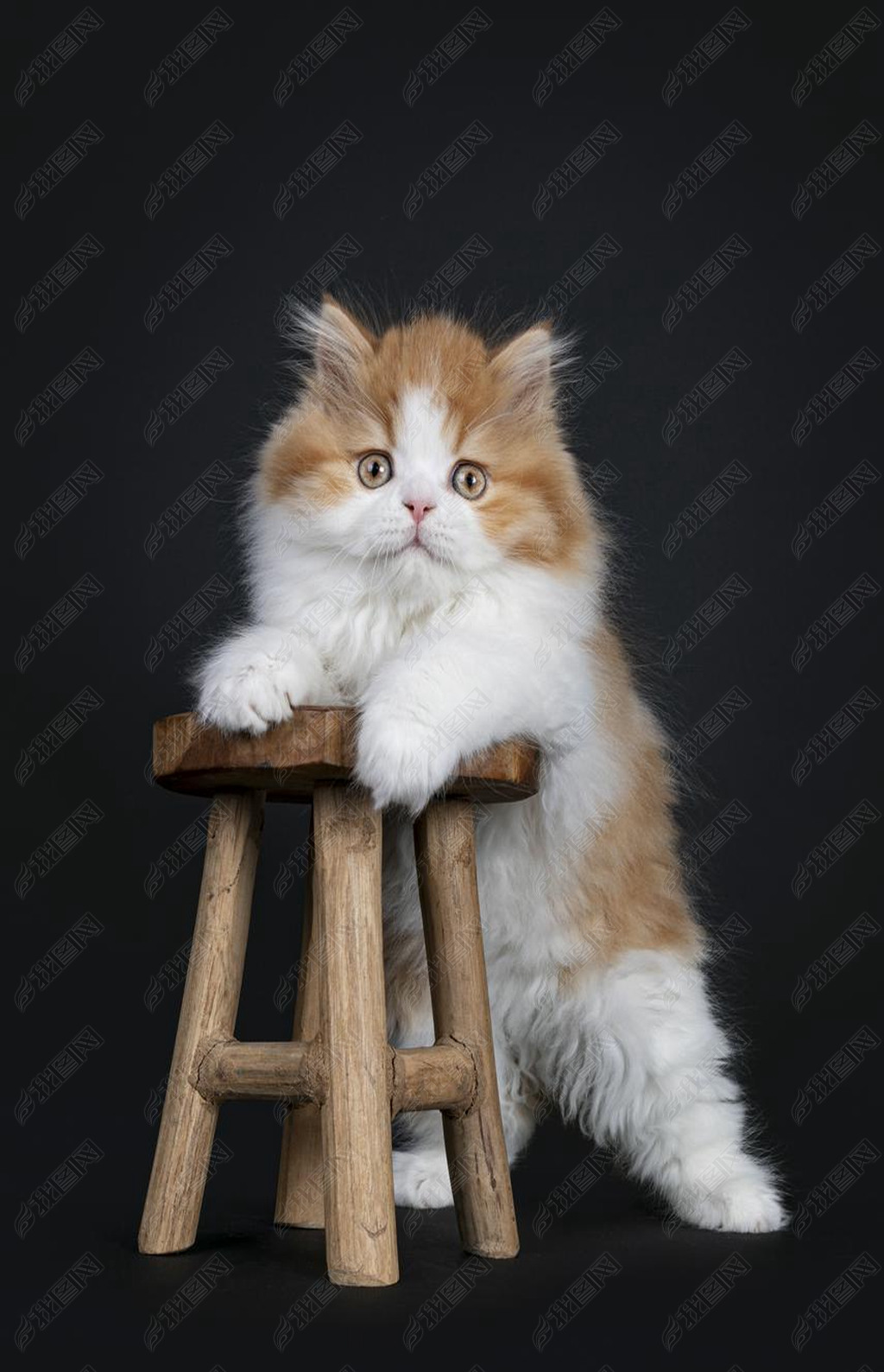 可爱的红色与白色的英国长哈尔小猫站立与前爪在小木制凳子上直直地