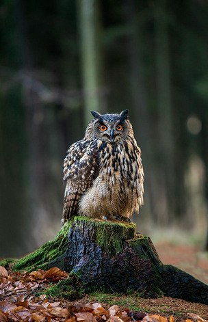 原创欧亚雕枭腹股沟淋巴坐在树桩,特写,野生动物照片.