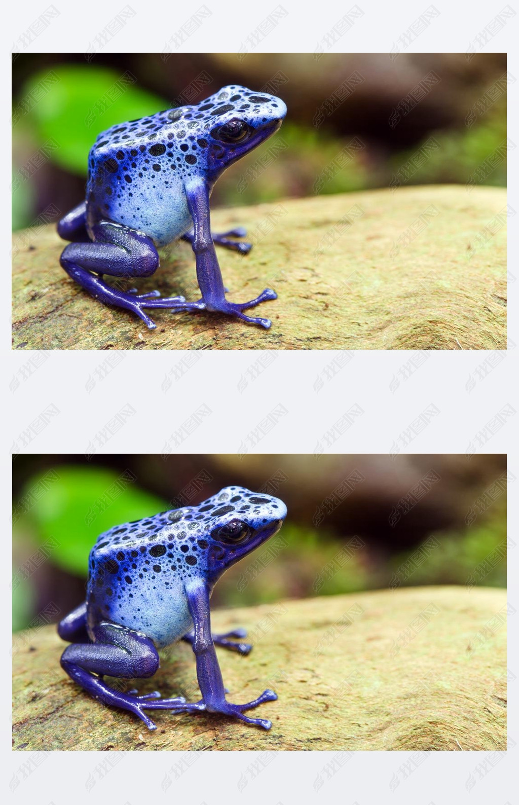 ̦Ц˦ ?˦? ĦǦ˦Ǧ?Ѧɦ ?ӦѦ֦?, azureus dendrobates, ҦӦ զԦҦɦ? ¦?ӦϦ? ̦ ͦ?æѦզ ?ѦϦ