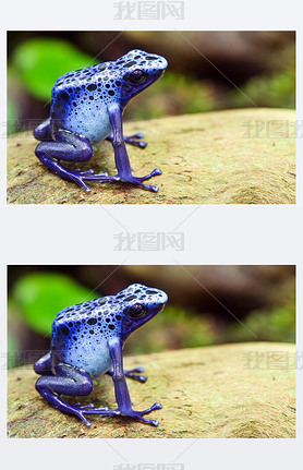 ̦Ц˦ ?˦? ĦǦ˦Ǧ?Ѧɦ ?ӦѦ֦?, azureus dendrobates, ҦӦ զԦҦɦ? ¦?ӦϦ? ̦ ͦ?æѦզ ?ѦϦ