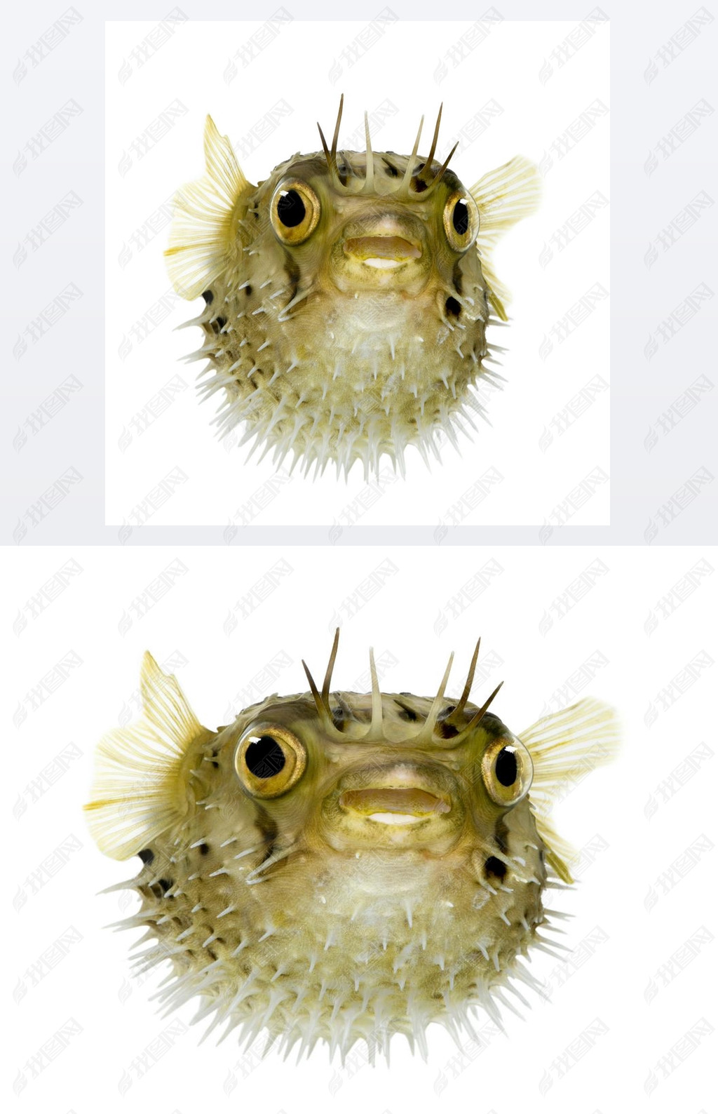 Ϊ balloonfish-㻢Ҳ֪ porcupinefish