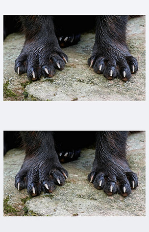 原创(月轮月轮金刚狼的爪子)