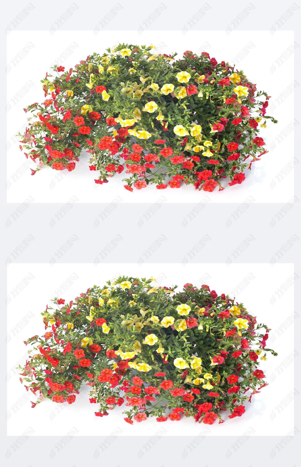 calibrachoa 