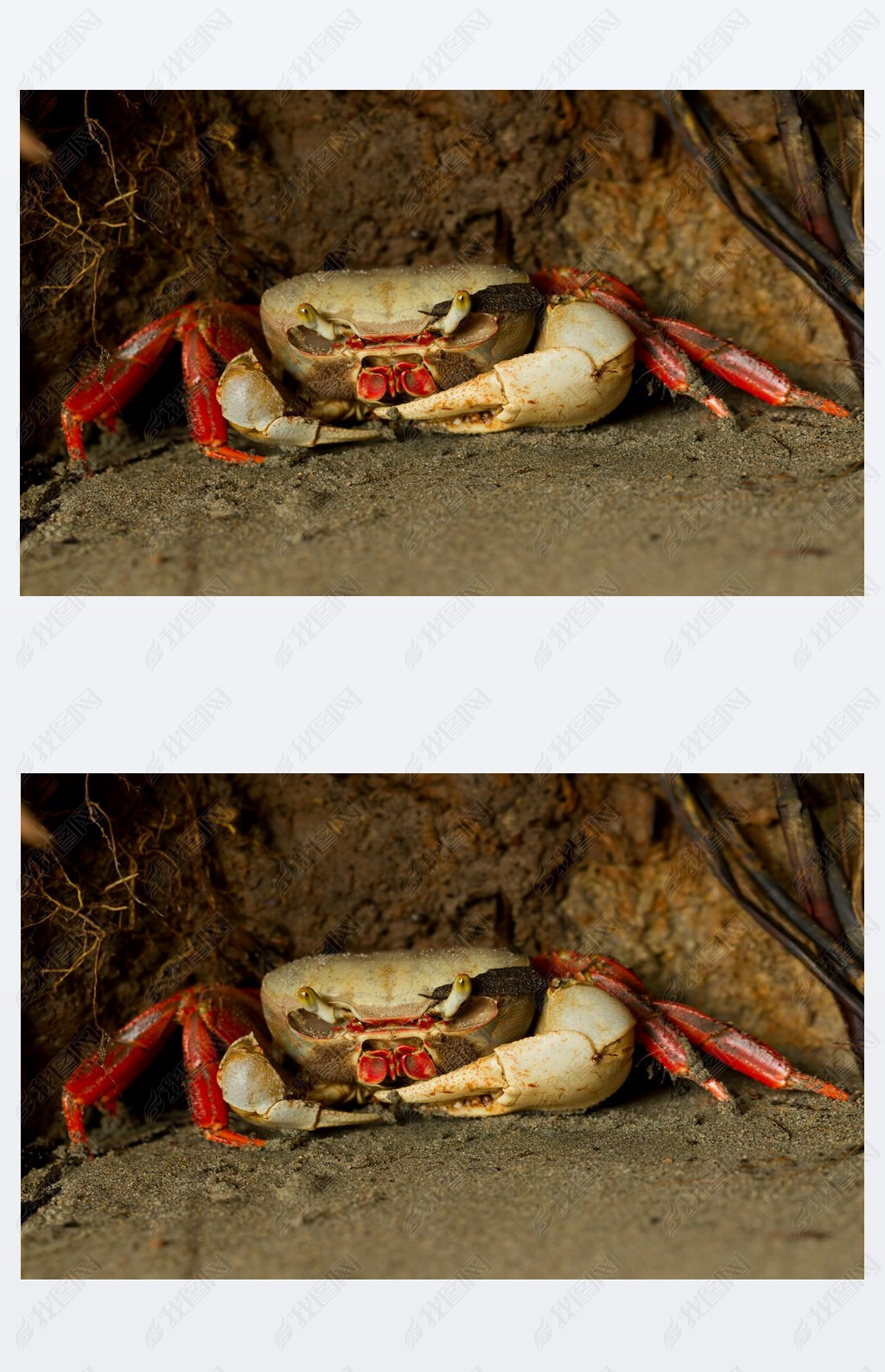 Mangrove Crab Waiting