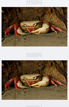 Mangrove Crab Waiting