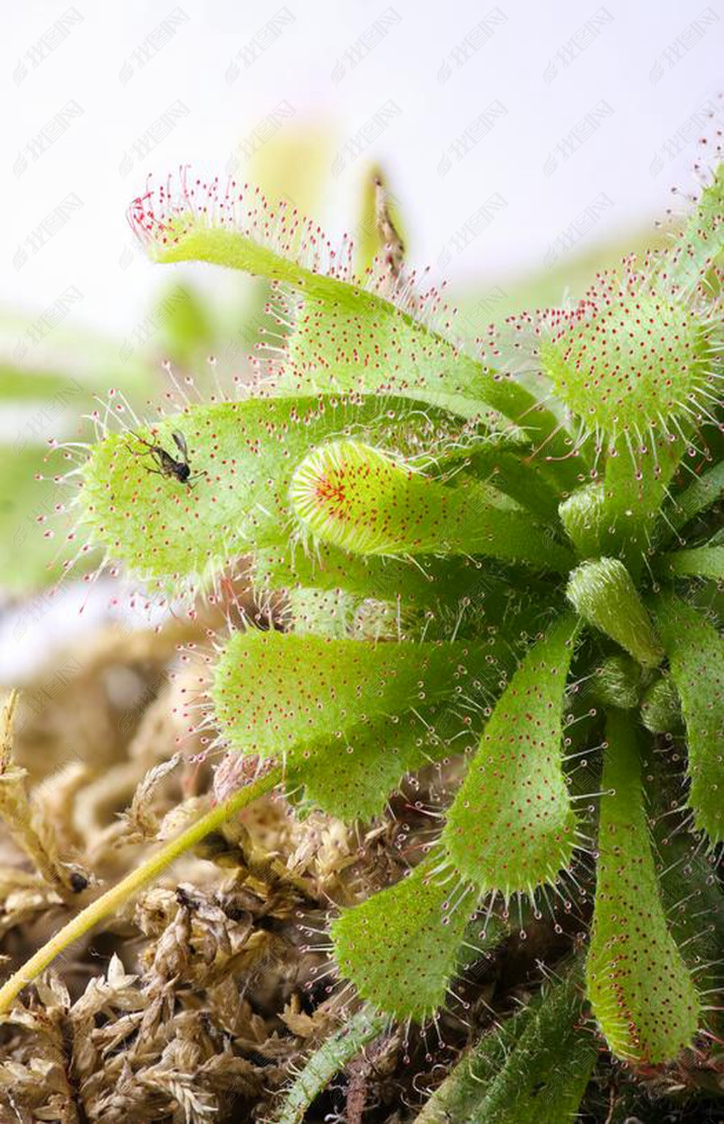 原创茅茅膏菜与抓昆虫版权可商用