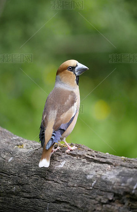 hawfinchcoccothraustes coccothraustes