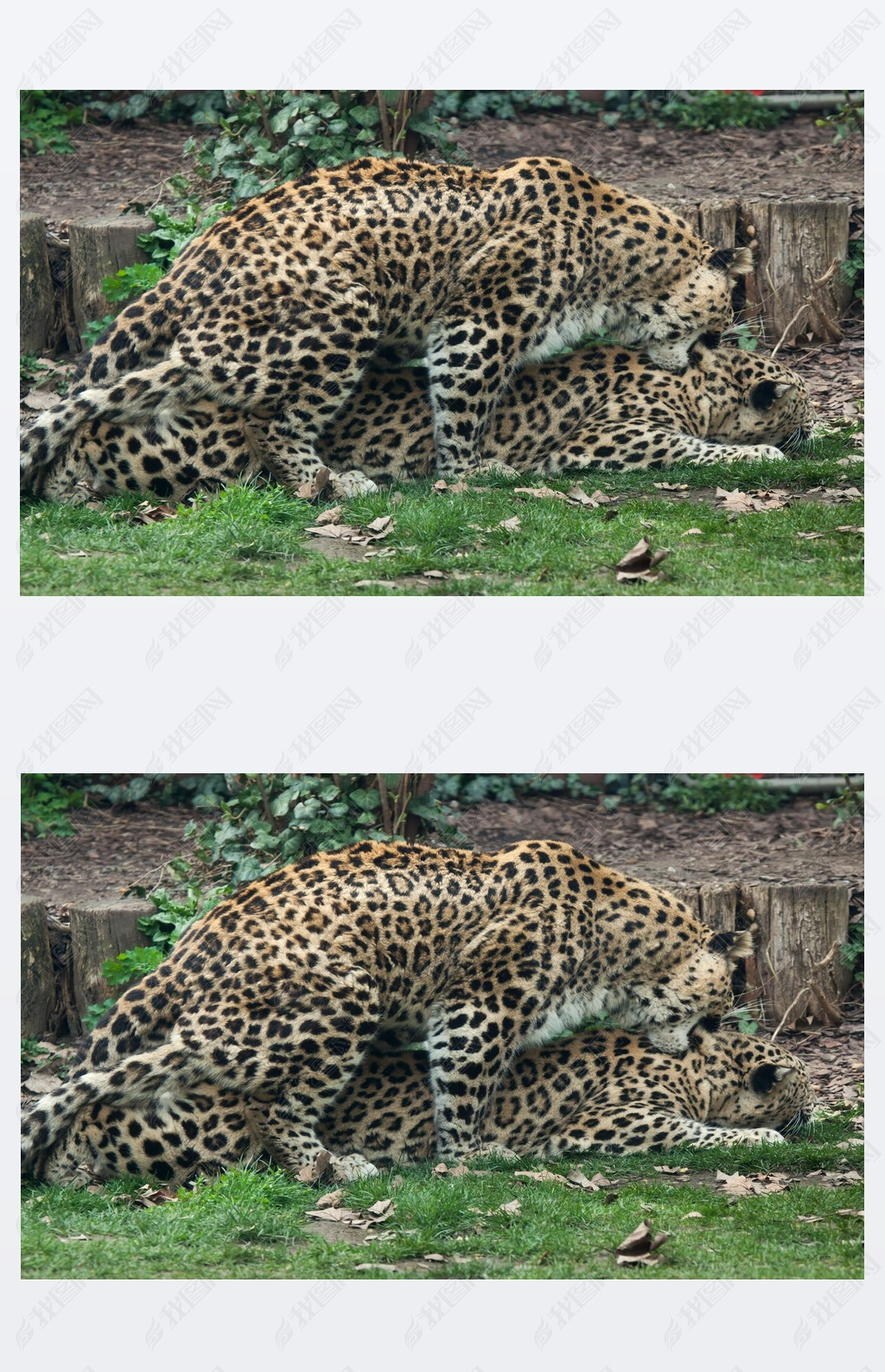 Persian leopards (Panthera pardus saxicolor) 