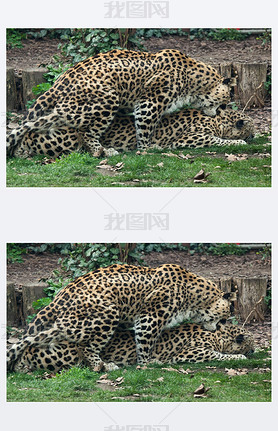 Persian leopards (Panthera pardus saxicolor) 