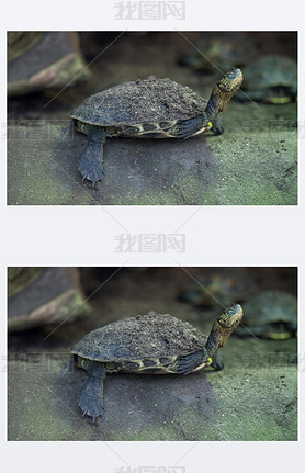 Chinese stripe-necked turtle (Ocadia sinensis). 