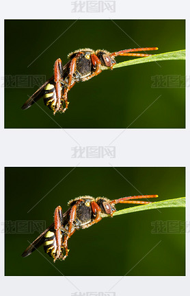 гҶǣļе۷ Nomada sp