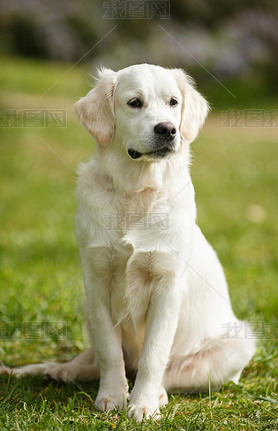 White Labrador in the summer park