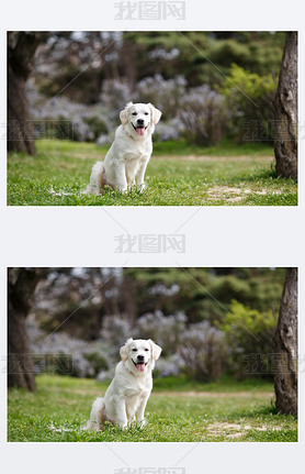 White Labrador in the summer park