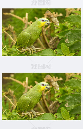 Amazona Ochrocephala Parrot Bird