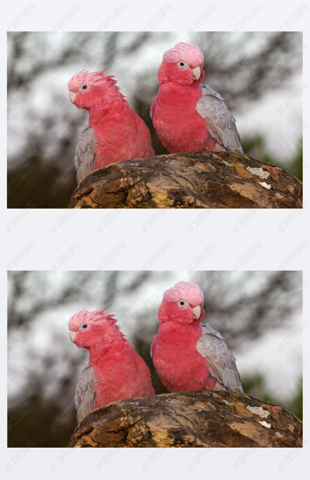 galah ˫