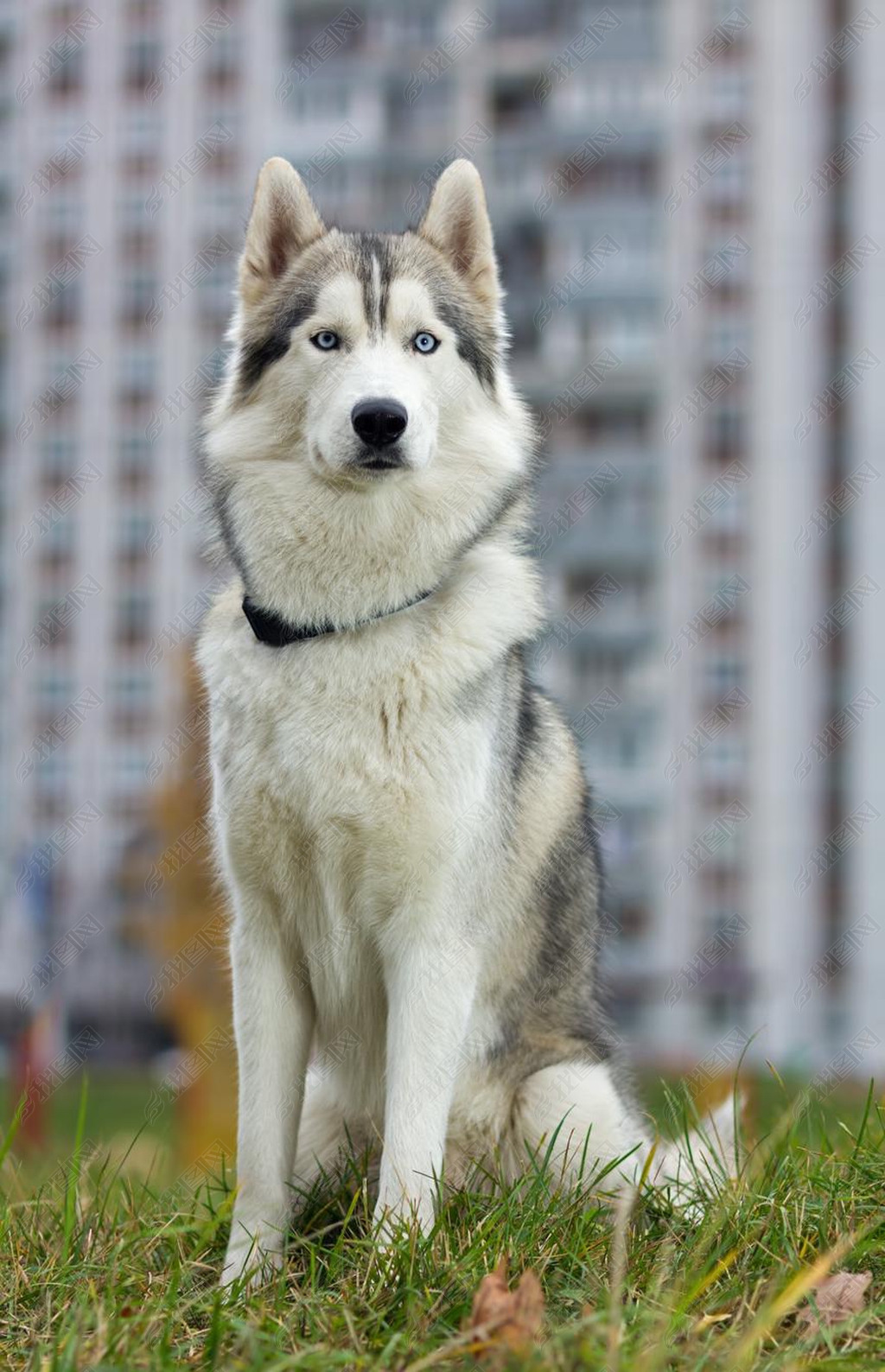 野生西伯利亚雪橇犬图片