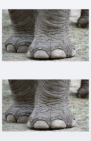 原创大象脚的特写版权可商用