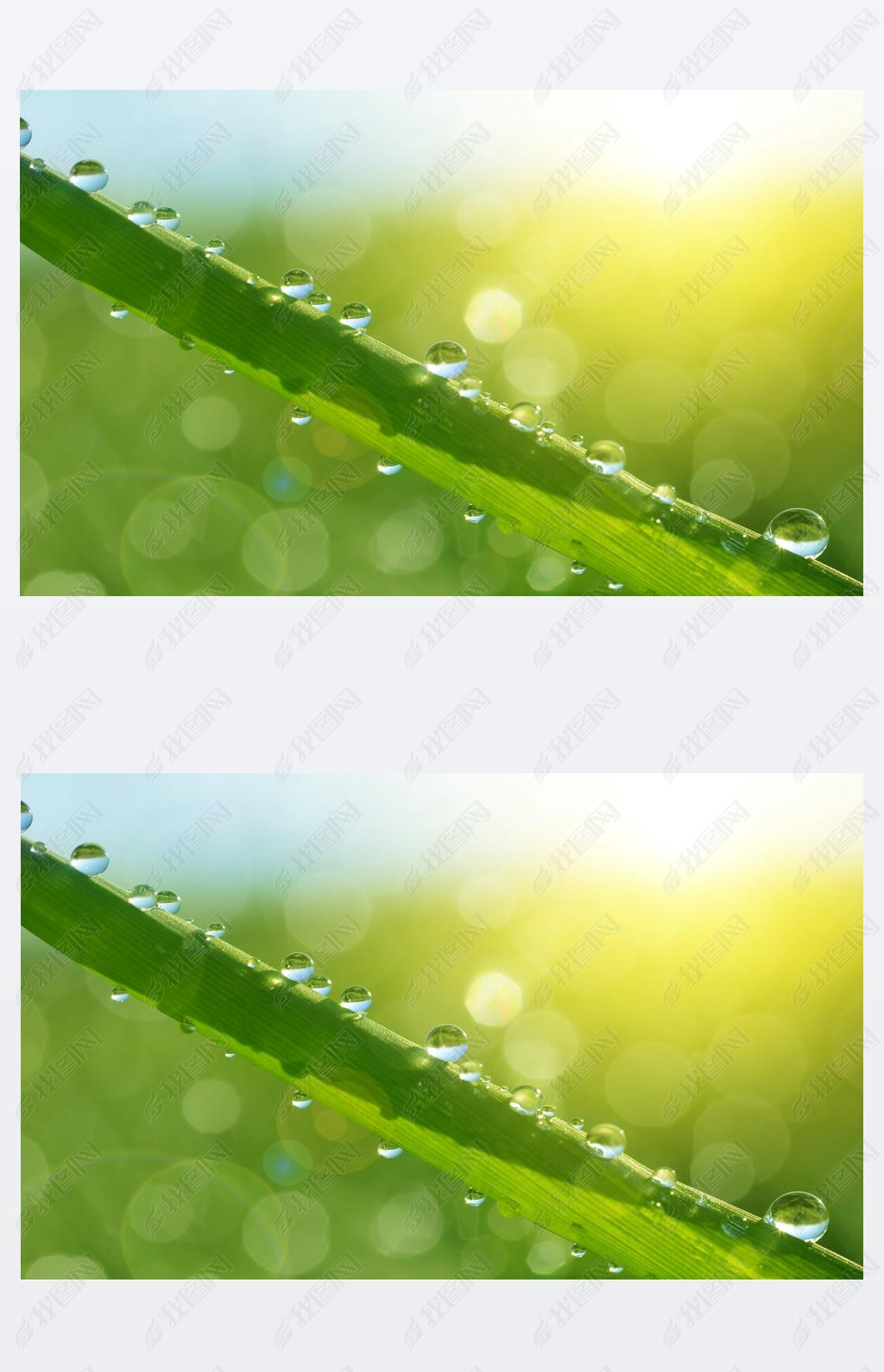 Fresh green grass with water drops closeup. 