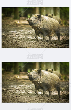 ҰSus scrofa)