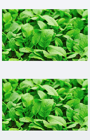 原创pakchoy成长版权可商用