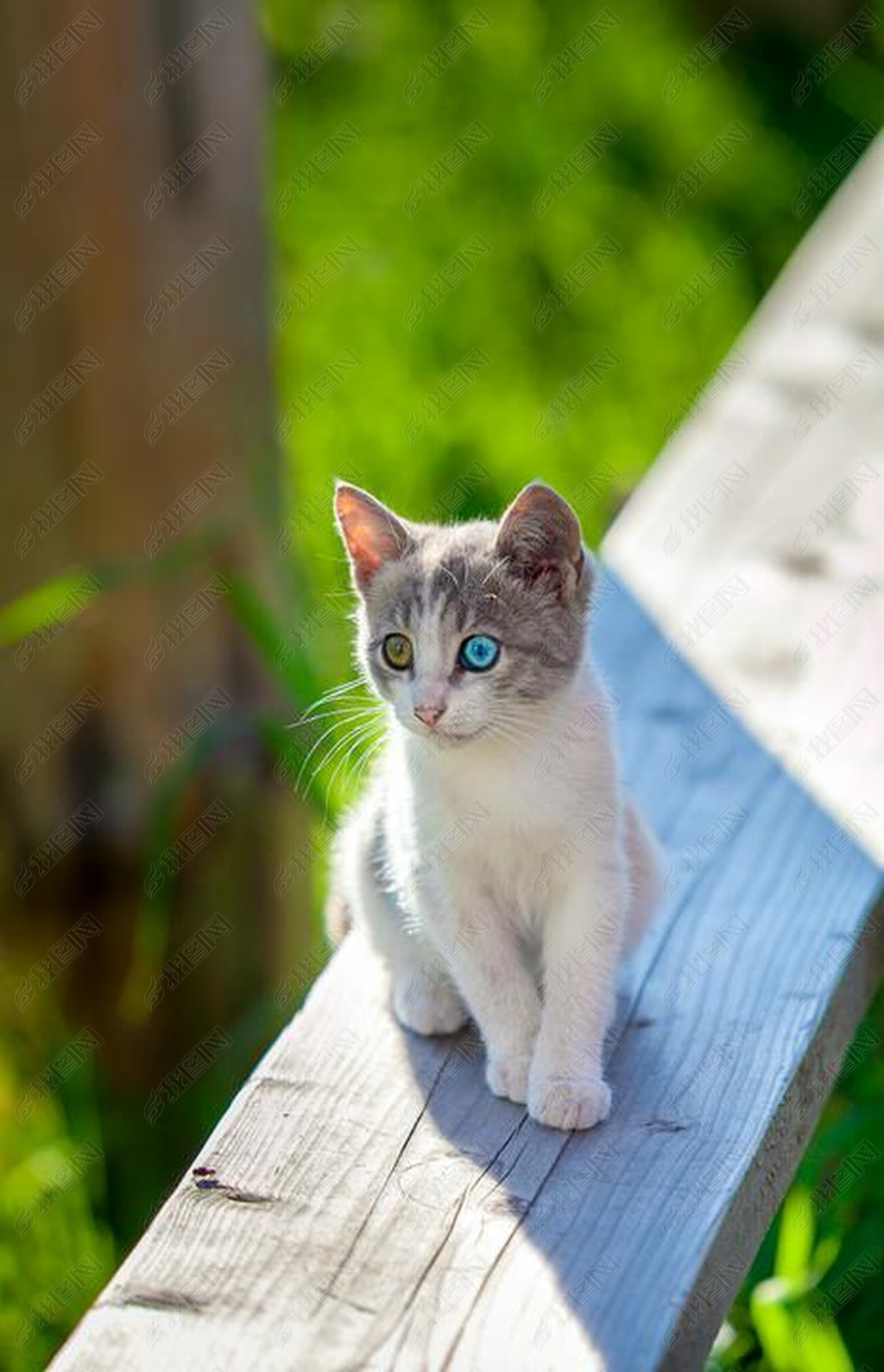 小猫猫五颜六色眼睛可爱自然惊人在草地上户外坐着腿灰色白色小可爱