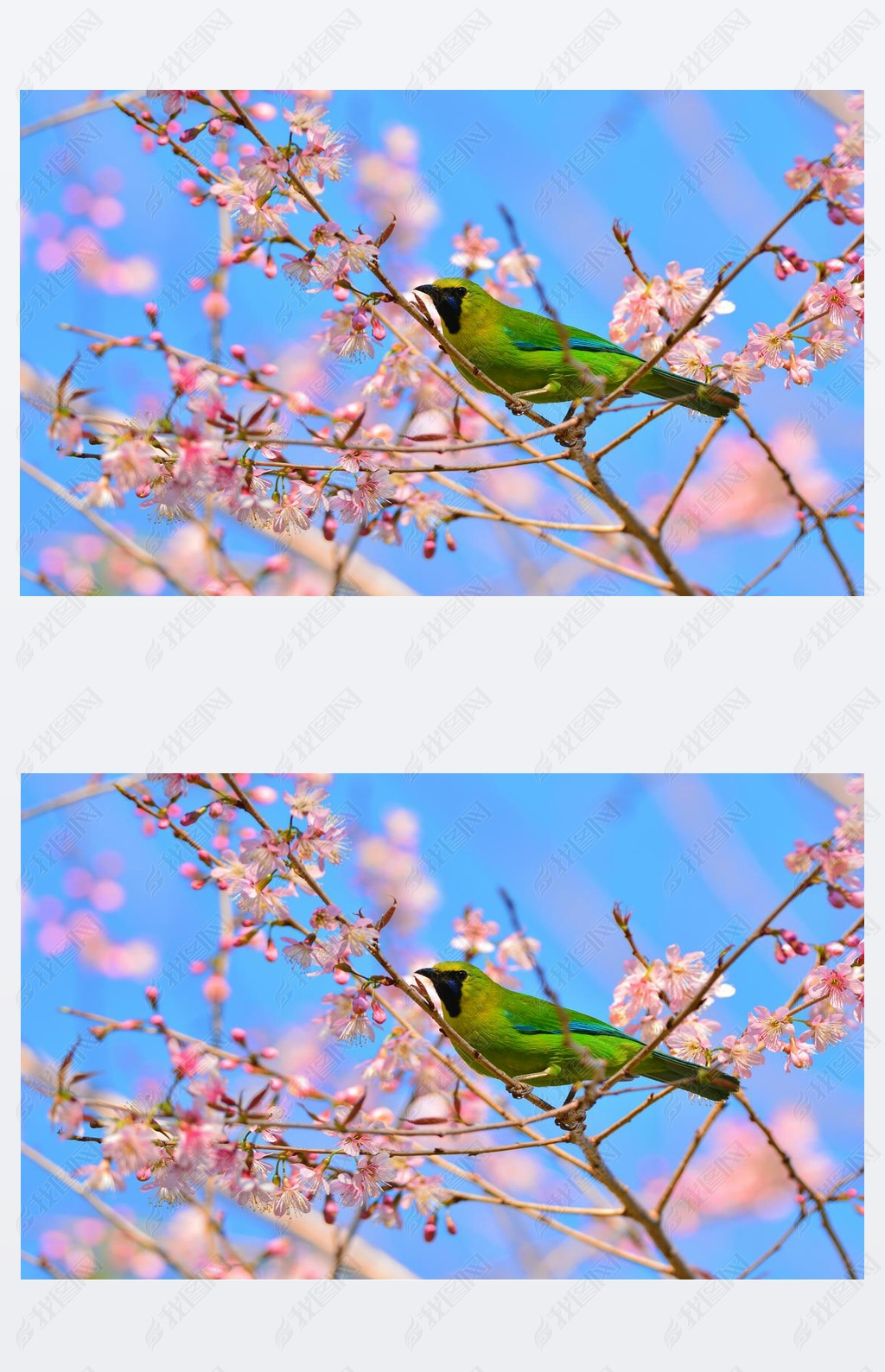  Leafbird ϵĻ