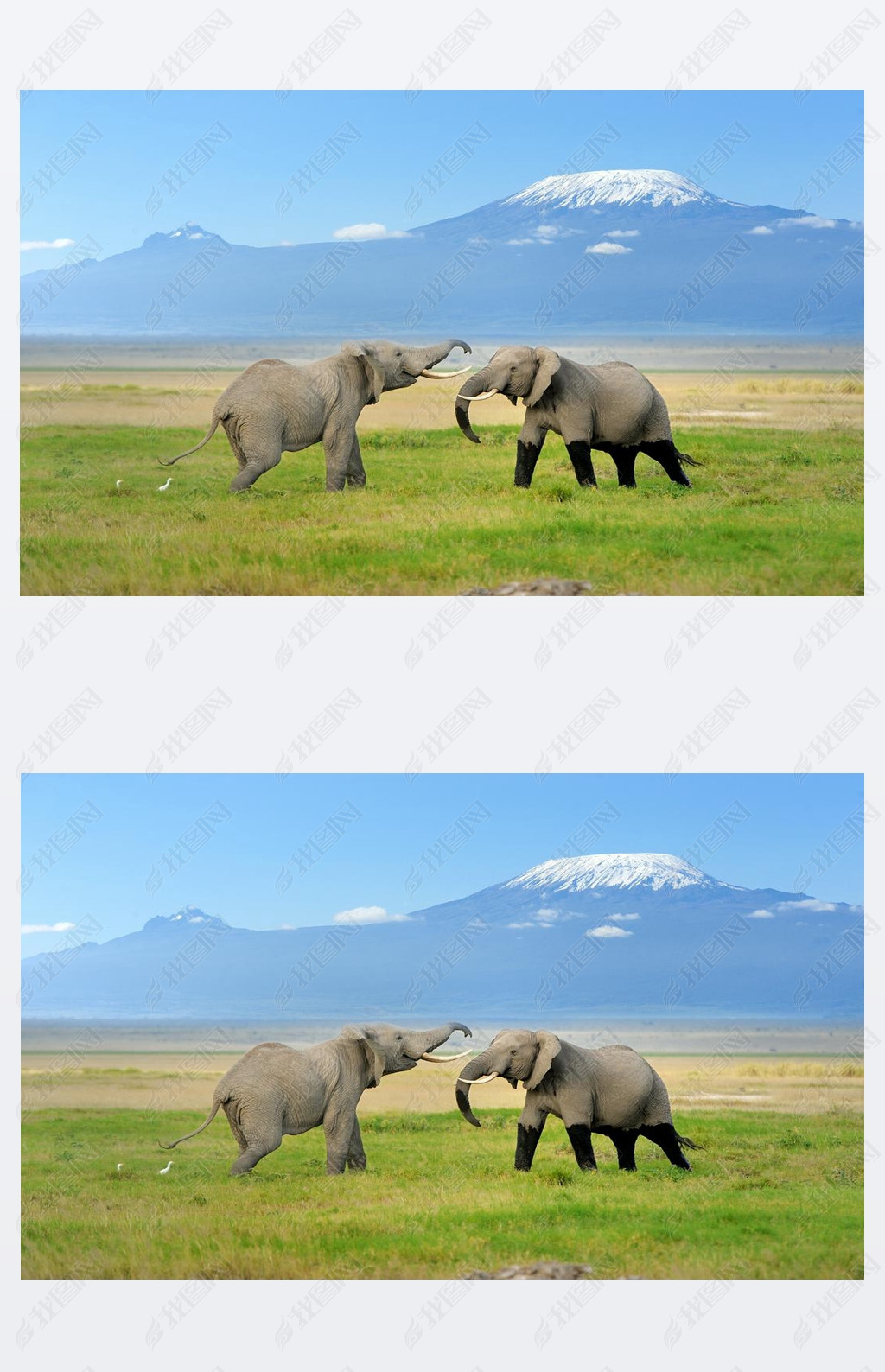 原创乞力马扎罗山的大象版权可商用