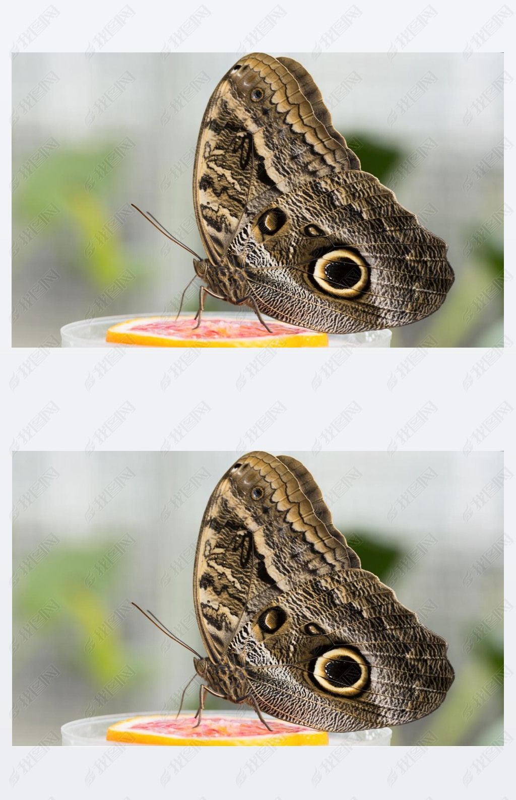 ɭֻ޴èͷӥ (caligo eurilochus)