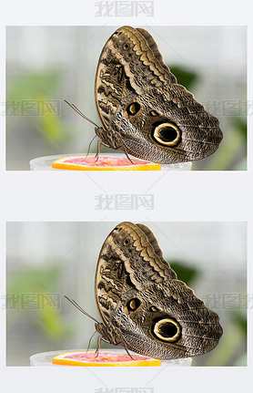 ɭֻ޴èͷӥ (caligo eurilochus)