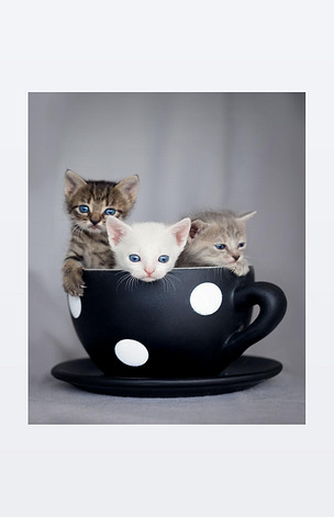 原创三只小猫坐在大杯