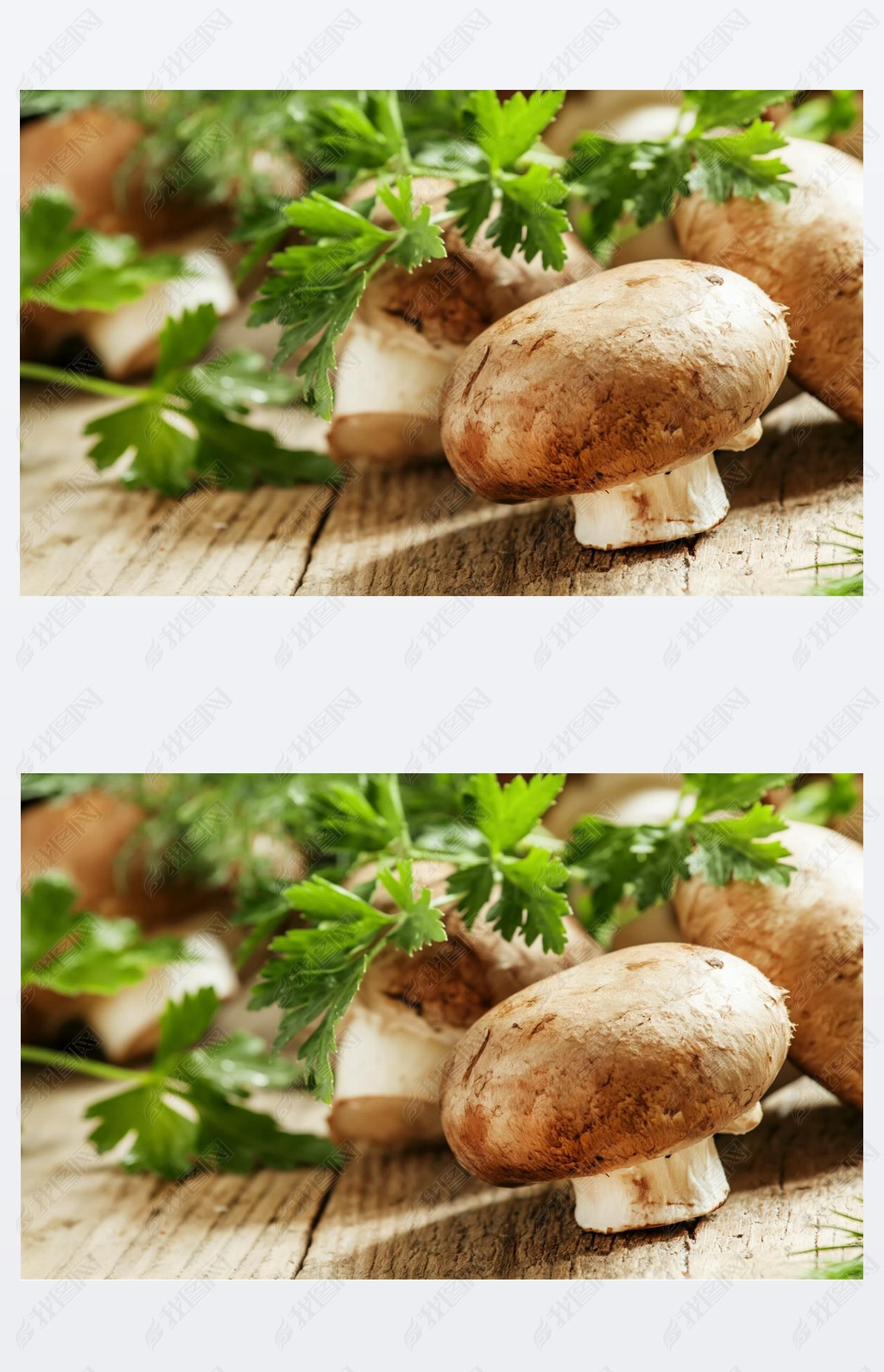 Royal brown mushrooms with a sprig of parsley and dill 