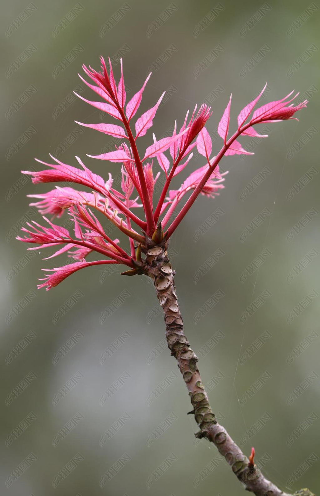 twig of Toona sinensis 'Flamingo'