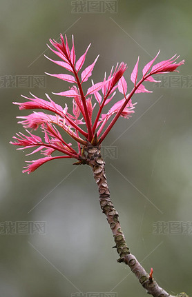 twig of Toona sinensis 'Flamingo'