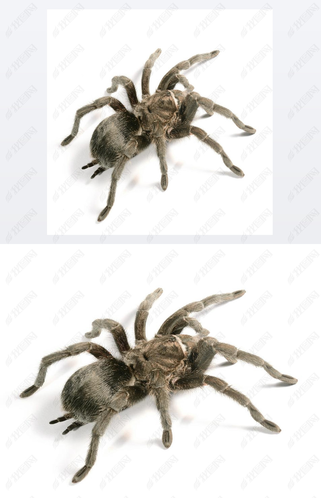 ĺ grammostola pulchra