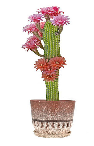 原创仙人掌,红色花朵,白色背景分离