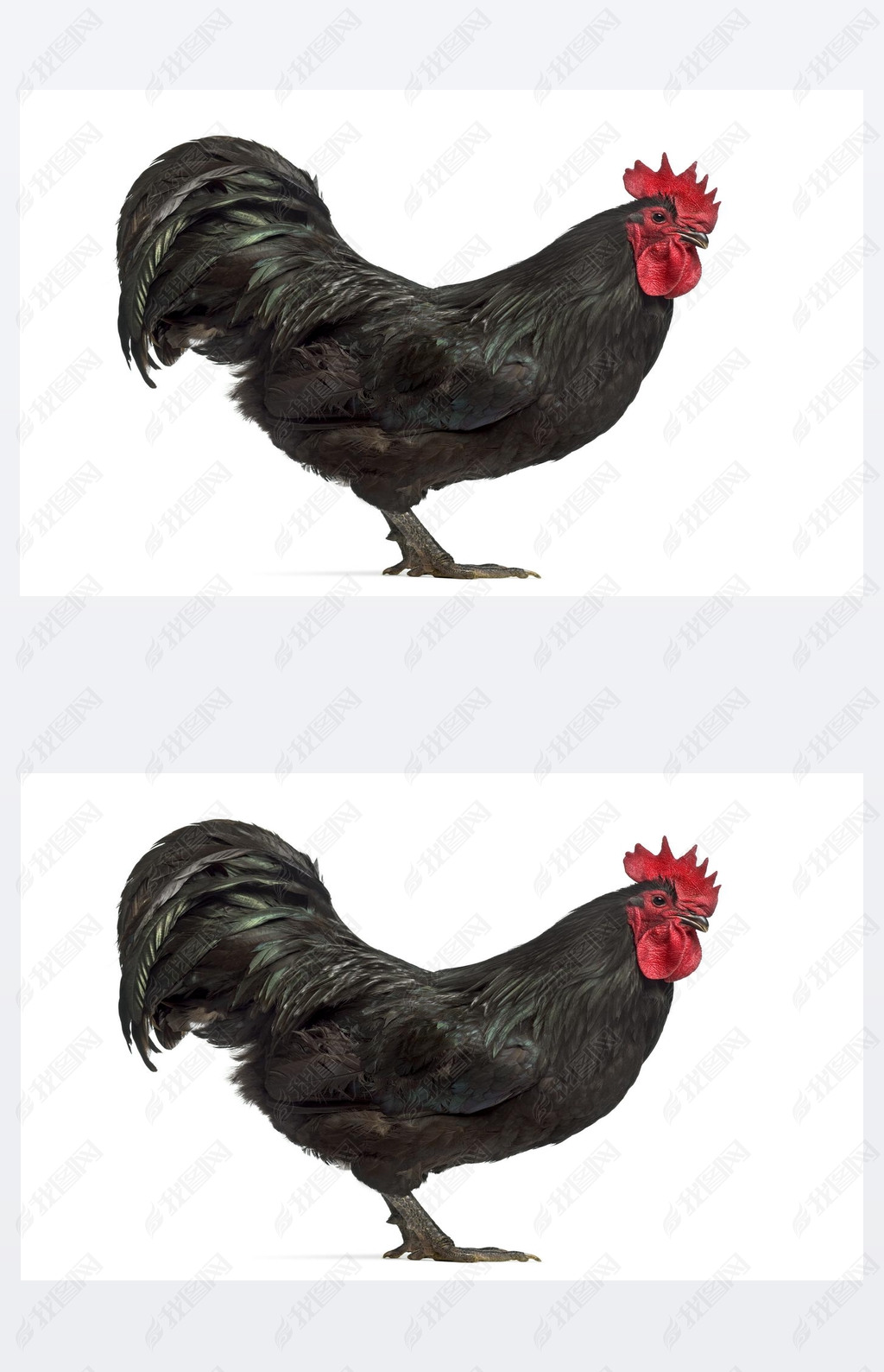 Australorp ϰɫĲͼ