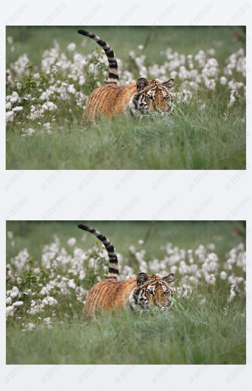 ԭϵǻPanthera tigris TigrisPanthera tigris altaica. 